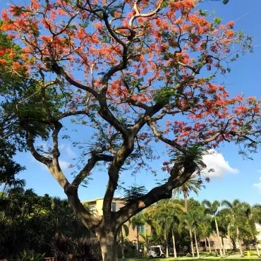 Miami Jewish Health System Landscaping