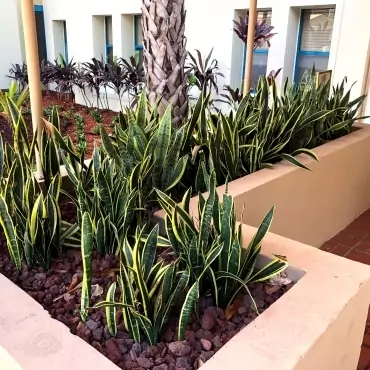 Miami Jewish Health System Landscaping